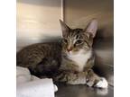 Adopt Asher a Domestic Short Hair