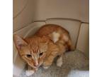 Adopt Abner a Domestic Short Hair