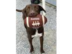 Adopt McAllister a Labrador Retriever