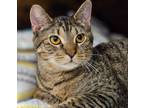 Adopt Landon a Domestic Short Hair