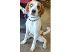 Adopt Scooby Doo a Saint Bernard, Mixed Breed