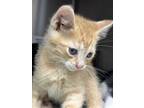 Adopt Munchkin a Domestic Short Hair