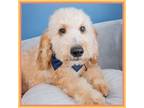 Goldendoodle Puppy for sale in Connersville, IN, USA