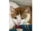 Adopt Aladdin a Domestic Short Hair