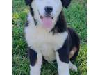 Bernese Mountain Dog Puppy for sale in Anderson, CA, USA