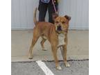 Adopt MACARONI a Pit Bull Terrier, Chow Chow