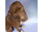 Adopt Spunky a Chocolate Labrador Retriever