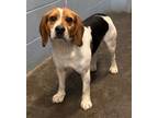 Adopt Buster (HW-) a Beagle, Mixed Breed