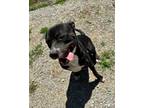 Adopt Aspen a Pit Bull Terrier, Mixed Breed