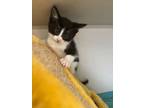 Adopt Jada Kitten 4 Felix a Domestic Short Hair