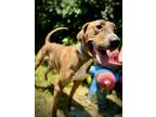 Adopt Arnold(Charlie) a Coonhound, Boxer