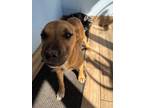 Adopt Rocky a Labrador Retriever, Bernese Mountain Dog