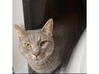 Adopt Georgie a Domestic Short Hair