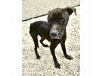 Adopt Gibby a Pit Bull Terrier, Mixed Breed