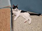 Adopt Snowflake a Domestic Short Hair