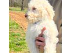 Goldendoodle Puppy for sale in Halifax, VA, USA