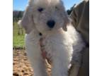 Goldendoodle Puppy for sale in Halifax, VA, USA