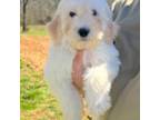 Goldendoodle Puppy for sale in Halifax, VA, USA