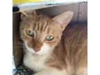 Adopt Mocheetos a Domestic Short Hair