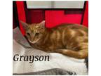 Adopt Grayson a Domestic Short Hair