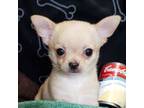 Chihuahua Puppy for sale in Muse, OK, USA