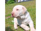 Labrador Retriever Puppy for sale in Pikeville, NC, USA