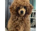 Poodle (Toy) Puppy for sale in Bloomfield, IA, USA