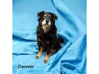 Adopt Denver a Shepherd, Chow Chow