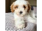 Cavapoo Puppy for sale in Royse City, TX, USA