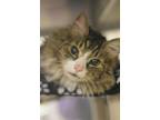 Adopt Kitty a Domestic Short Hair