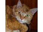 Adopt Marmie a Domestic Short Hair