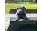 Labrador Retriever Puppy for sale in Chatom, AL, USA