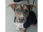 Adopt ACAC-Stray-ac7/24-13172/Billie a Terrier