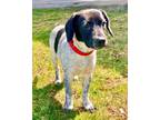 Adopt Dover a Spaniel, Jack Russell Terrier
