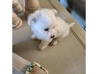 Maltese Puppy for sale in Terry, MS, USA