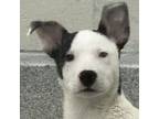 Adopt Devin a Mixed Breed