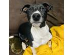 Adopt Boots a Mixed Breed