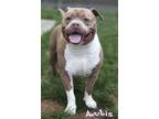 Adopt Anubis (in foster) a American Staffordshire Terrier, Mixed Breed