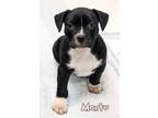 Adopt Montu a Pit Bull Terrier, Mixed Breed