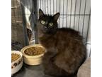 Adopt CLOVE a Domestic Long Hair