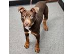 Adopt Jacko a Miniature Pinscher