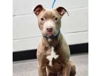 Adopt Roscoe a Pit Bull Terrier