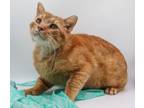 Adopt Hank VII a Domestic Short Hair