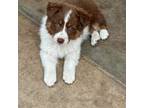 Australian Shepherd Puppy for sale in Oceano, CA, USA