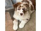 Australian Shepherd Puppy for sale in Oceano, CA, USA