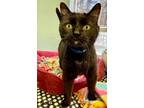 Adopt DASH a Domestic Short Hair