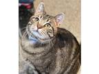 Adopt PERCY a Domestic Short Hair