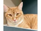 Adopt HURLEY a Domestic Short Hair