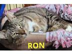 Adopt RON a Domestic Short Hair