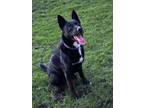 Adopt Griz a Black Labrador Retriever, German Shepherd Dog